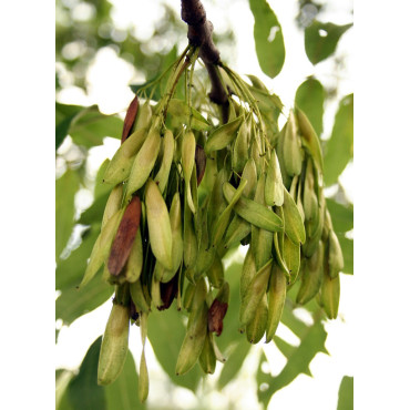 FRAXINUS excelsior (Frêne commun, Grand frêne)