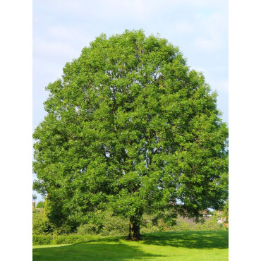 FRAXINUS excelsior (Frêne commun, Grand frêne)