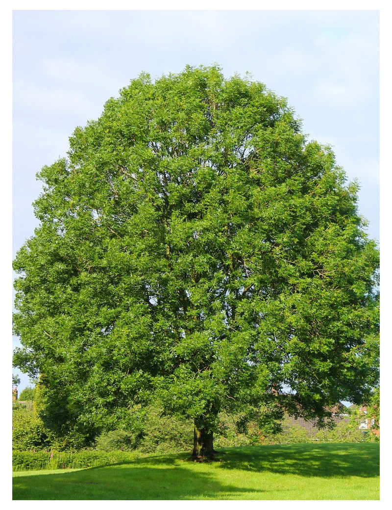 FRAXINUS excelsior (Frêne commun, Grand frêne)