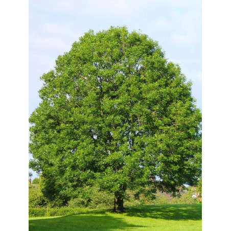 FRAXINUS excelsior (Frêne commun, Grand frêne)