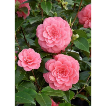 CAMELLIA japonica MISS TINGLEY (Camélia du Japon)