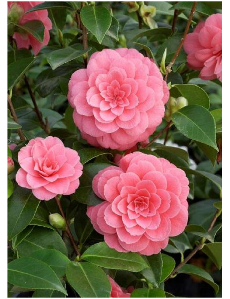 CAMELLIA japonica MISS TINGLEY (Camélia du Japon)