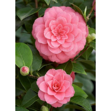 CAMELLIA japonica MISS TINGLEY (Camélia du Japon)