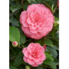 CAMELLIA japonica MISS TINGLEY (Camélia du Japon)