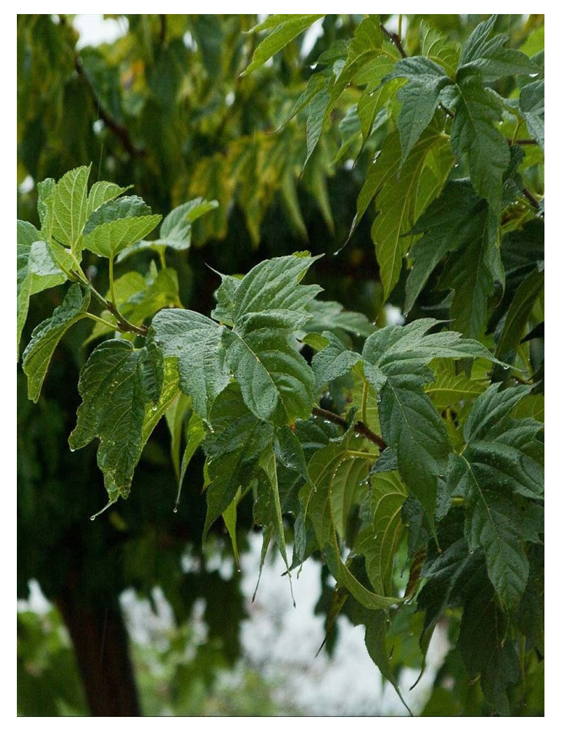 MORUS kagayamae FRUITLESS (Mûrier platane Stérile)