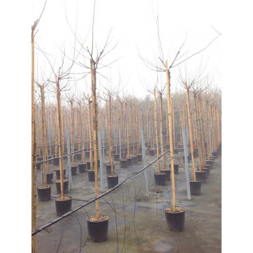 MORUS bombycis FRUITLESS (Mûrier à feuilles de platane stérile) En pot forme tige hauteur du tronc 180-200 cm