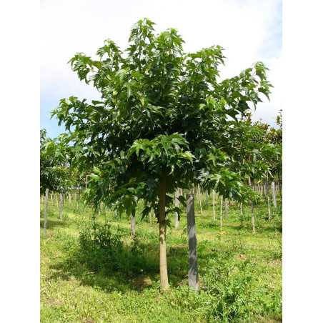 MORUS kagayamae FRUITLESS (Mûrier platane Stérile)