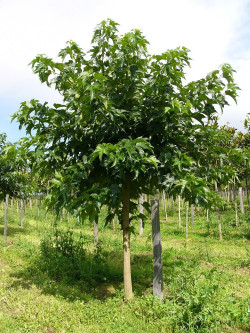 MORUS kagayamae FRUITLESS