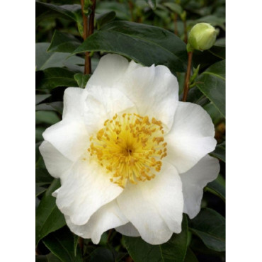 CAMELLIA japonica SILVER MAYER (Camélia du Japon)