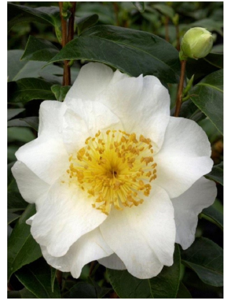 CAMELLIA japonica SILVER MAYER (Camélia du Japon)