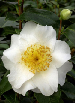 CAMELLIA japonica SILVER MAYER