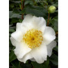 CAMELLIA japonica SILVER MAYER (Camélia du Japon)