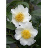 CAMELLIA japonica SILVER MAYER (Camélia du Japon)