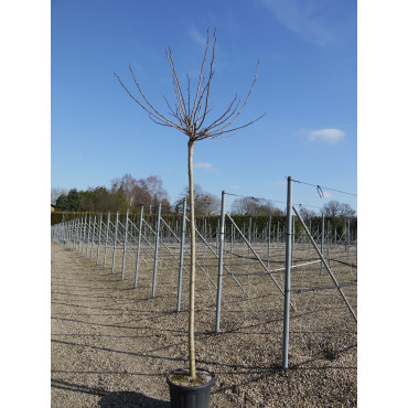 MORUS bombycis (Mûrier à feuilles de platane) En pot forme tige hauteur du tronc 180-200 cm