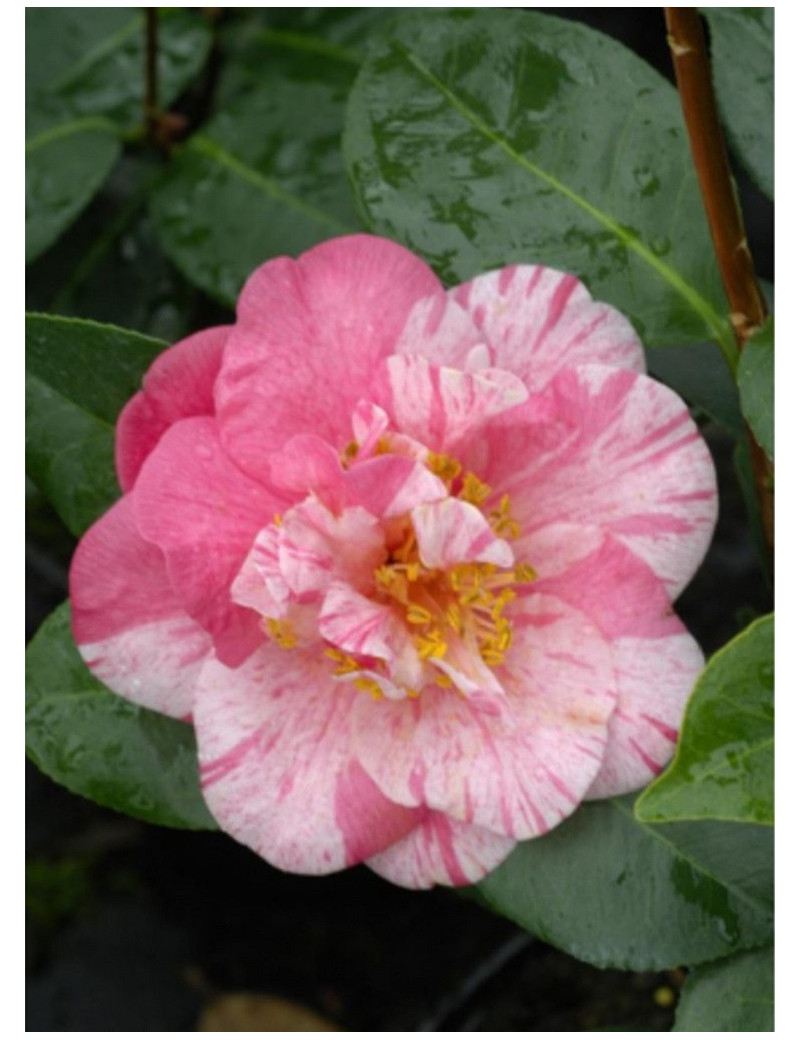 CAMELLIA japonica TRAVERSO (Camélia du Japon)