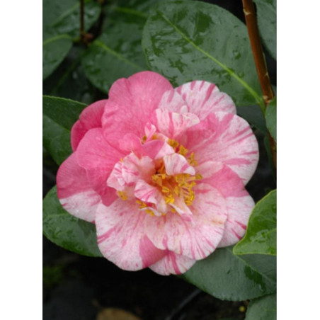 CAMELLIA japonica TRAVERSO (Camélia du Japon)