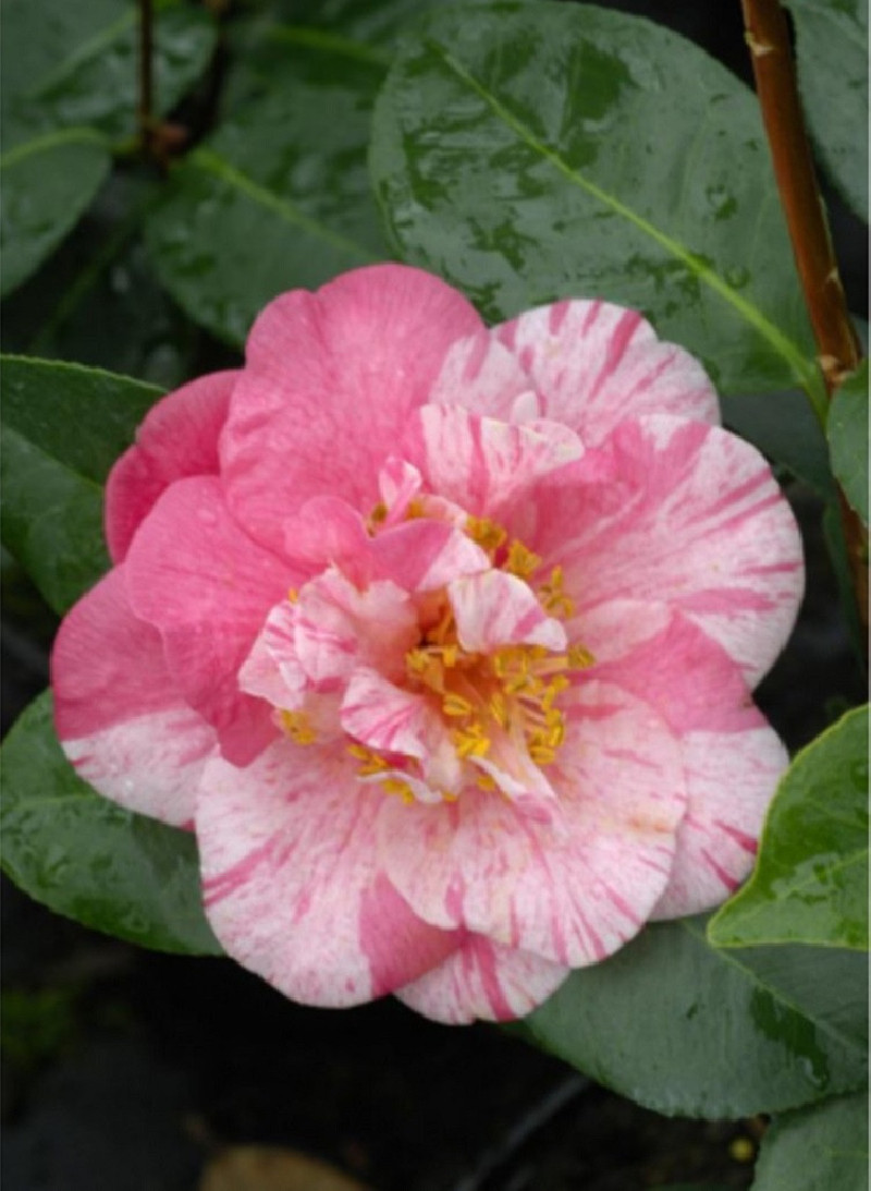 CAMELLIA japonica TRAVERSO