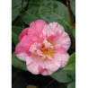 CAMELLIA japonica TRAVERSO (Camélia du Japon)