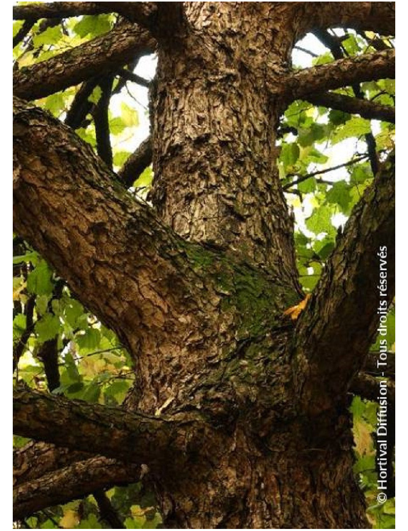 CORYLUS colurna (Noisetier de Byzance)