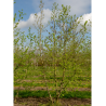 CORYLUS colurna (Noisetier de Byzance)