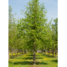 CORYLUS colurna (Noisetier de Byzance)