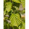 CORYLUS colurna (Noisetier de Byzance)