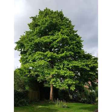 CORYLUS colurna (Noisetier de Byzance)