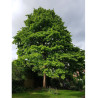 CORYLUS colurna (Noisetier de Byzance)