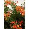 CAMPSIS grandiflora (Bignone)