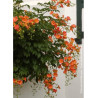 CAMPSIS grandiflora (Bignone)