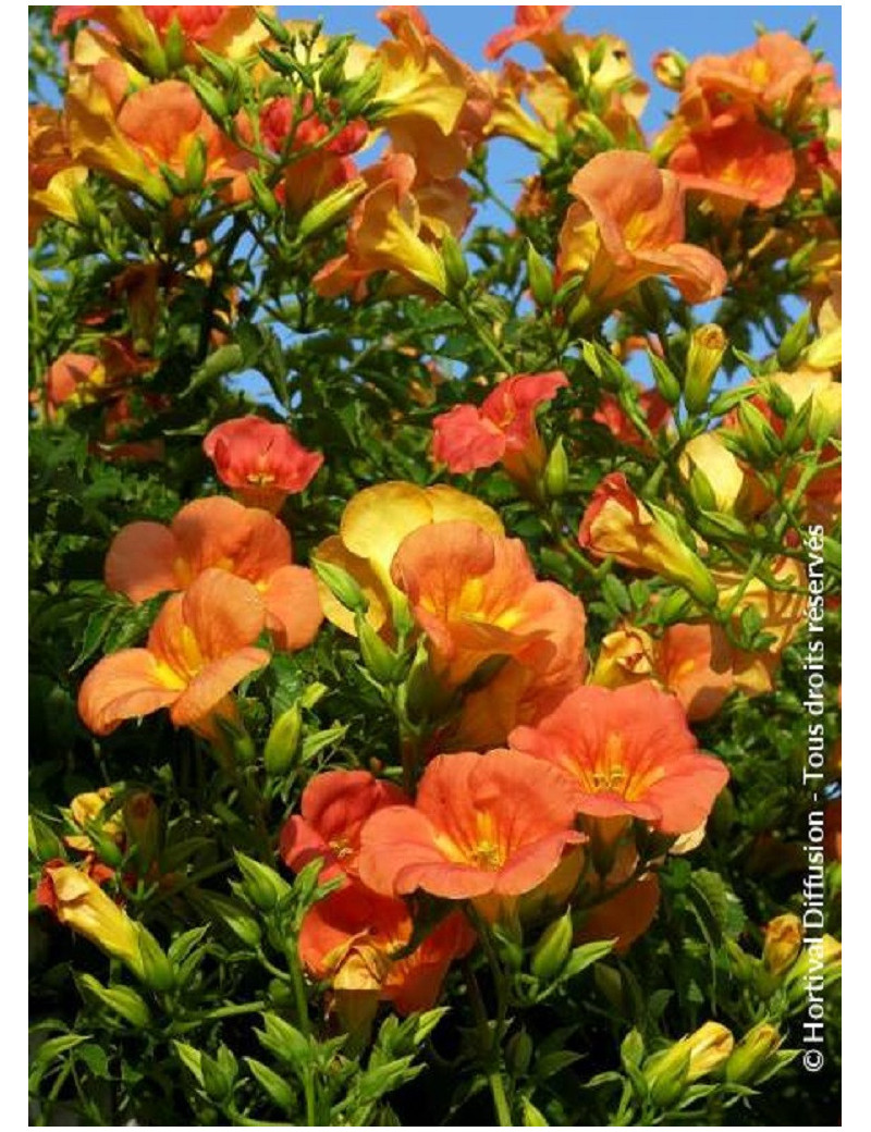 CAMPSIS grandiflora (Bignone)