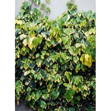 HEDERA colchica DENTATA VARIEGATA (Lierre de Colchide Dentata Variegata)