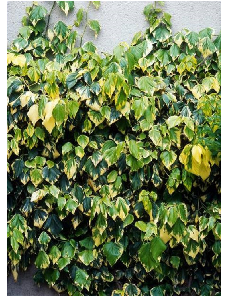 HEDERA colchica DENTATA VARIEGATA (Lierre de Colchide Dentata Variegata)