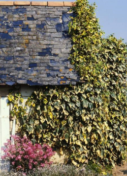 HEDERA colchica DENTATA VARIEGATA