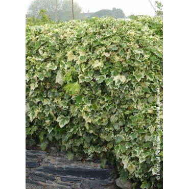 HEDERA canariensis GOIRE DE MARENGO (Lierre des Canaries Gloire de Marengo)