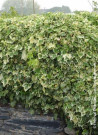 lierre-dalgerie-gloire-de-marengo-hedera-algeriensis-gloire-de-marengo-1.jpg