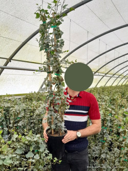 HEDERA canariensis GOIRE DE MARENGO