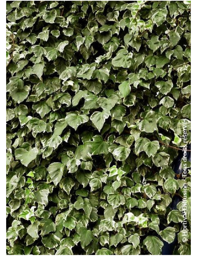 HEDERA canariensis GOIRE DE MARENGO (Lierre des Canaries Gloire de Marengo)