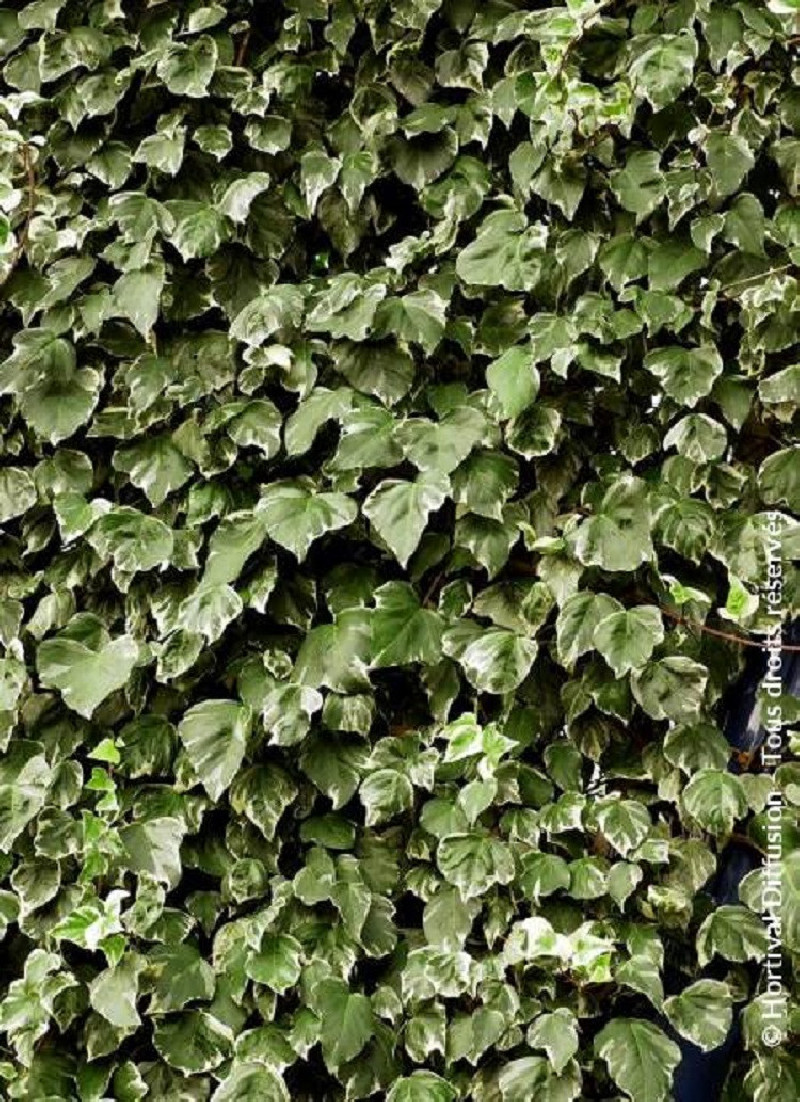 HEDERA canariensis GOIRE DE MARENGO