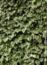 lierre-dalgerie-gloire-de-marengo-hedera-algeriensis-gloire-de-marengo.jpg