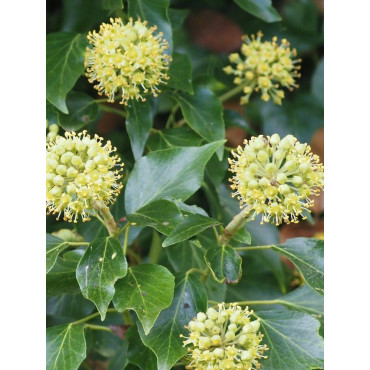 HEDERA helix (Lierre commun)