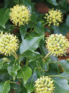 lierre-dirlande-hedera-helix-hibernica-1.jpg
