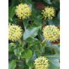 HEDERA helix (Lierre commun)