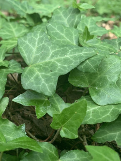 lierre-dirlande-hedera-helix-hibernica.jpg