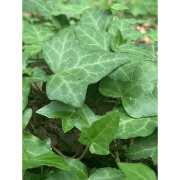 HEDERA helix (Lierre commun)