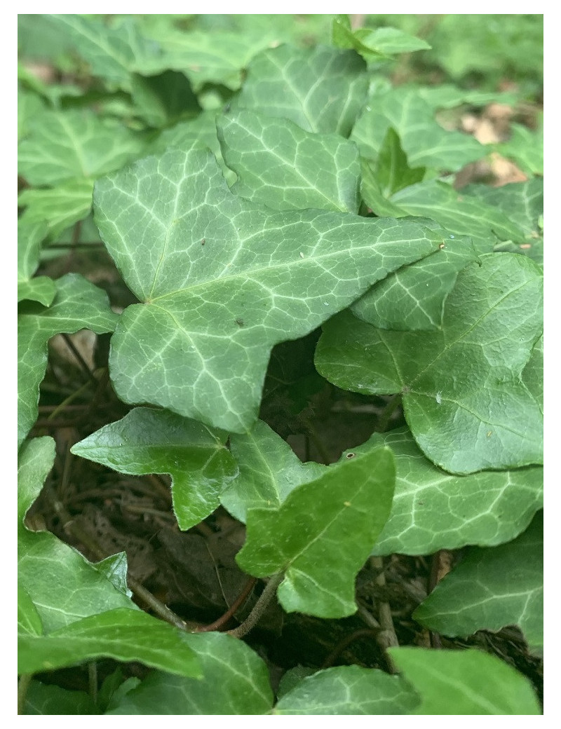 HEDERA helix (Lierre commun)