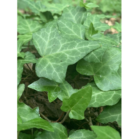 HEDERA helix (Lierre commun)