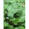 HEDERA helix (Lierre commun)