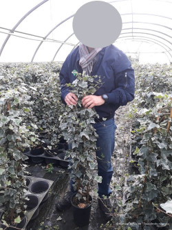 HEDERA helix GLACIER En pot de 4-5 litres