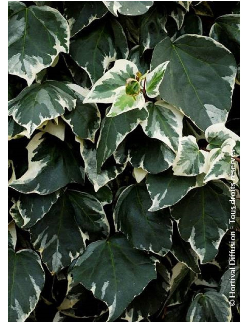 HEDERA helix GLACIER (Lierre commun Glacier)